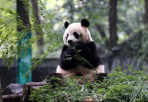 Egy Óriás Panda Eszik Bambusz Során Egy Ünnepi Esemény Negyedik — Stock Fotó