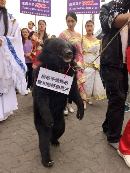 黒クマの子は 2015 重慶での不動産プロジェクトのプロモーション イベント中に道路でつながれてください — ストック写真