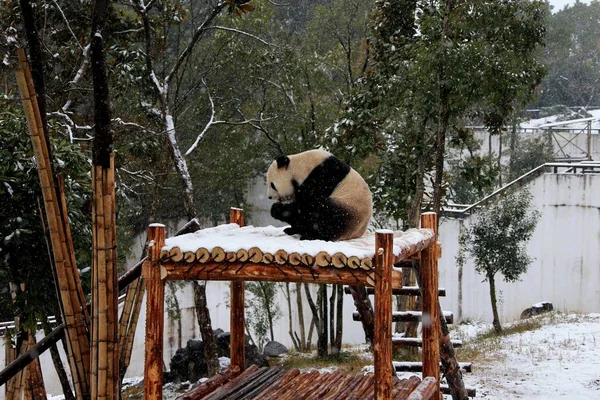 Obří Panda Jídlo Dřevěné Lavici Sněhu Huangshan Panda Ekologický Ráj — Stock fotografie
