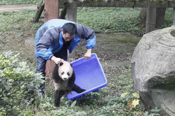 Cuidador Chino Saca Una Canasta Cachorro Panda Cinco Meses Nacido — Foto de Stock