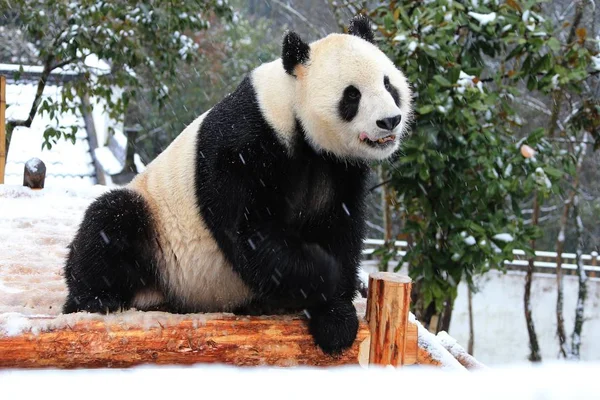 Гигантская Панда Весело Проводит Время Деревянной Стойке Снегу Экологическом Раю — стоковое фото