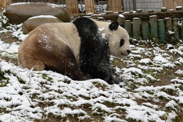 大熊猫魏伟在中国中部湖北省武汉市武汉动物园的雪中玩耍 — 图库照片