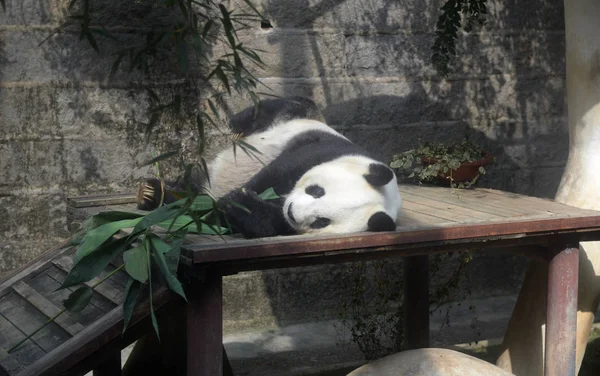 Year Old Female Giant Panda Basi Rests Wooden Stand Enjoy — Stock Photo, Image