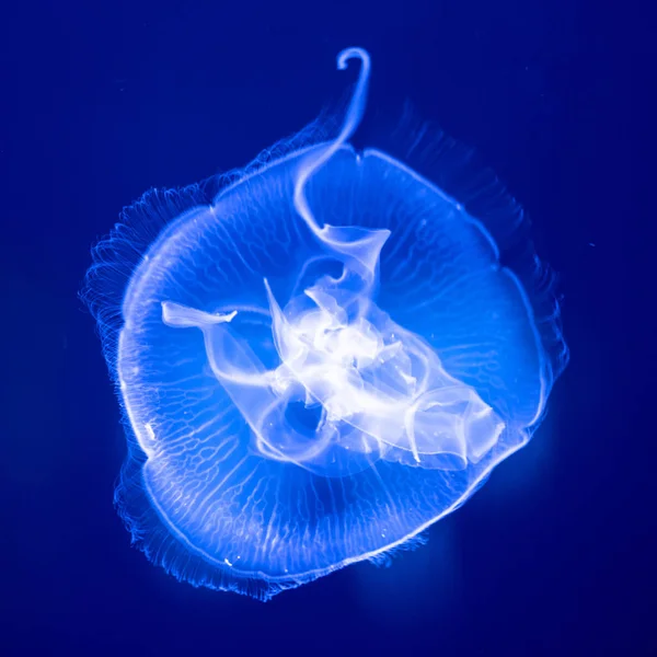 Representa Una Medusa Acuario Del Océano Shanghai Pudong Shanghai China —  Fotos de Stock