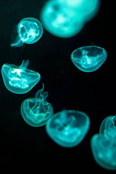 Medúza Képen Shanghai Ocean Aquarium Pudong Shanghai Kína Január 2016 — Stock Fotó