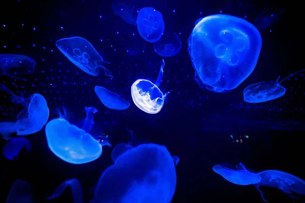 Medúza Képen Shanghai Ocean Aquarium Pudong Shanghai Kína Január 2016 — Stock Fotó
