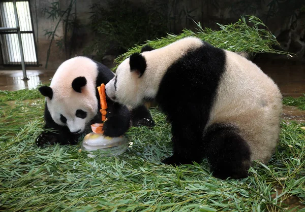 자이언트 쌍둥이 케이크 모양의 사료를 항저우 항저우 동물원에서 생일을 중국의 — 스톡 사진