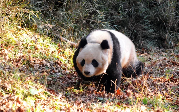 Panda Gigante Femminile Hua Jiao Cammina Nella Foresta Mentre Viene — Foto Stock