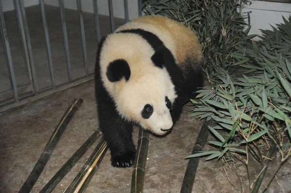 Panda Wielka Fubao Który Został Odesłany Chin Austrii Przeprowadzi Bambusa — Zdjęcie stockowe