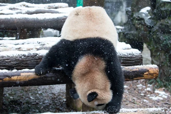 杭州市 中国東部の浙江省 2016 日雪の中で杭州動物園で双子のジャイアント パンダの つを果たしています — ストック写真