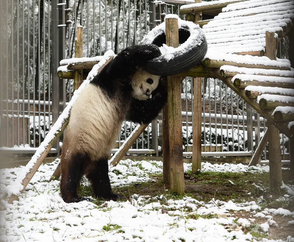 在中国中部湖北省武汉市武汉动物园 大熊猫魏伟在雪中玩轮胎 — 图库照片