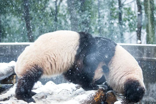 在中国东部浙江省杭州市雪中的杭州动物园 大熊猫双胞胎程达和程晓互相玩耍 — 图库照片