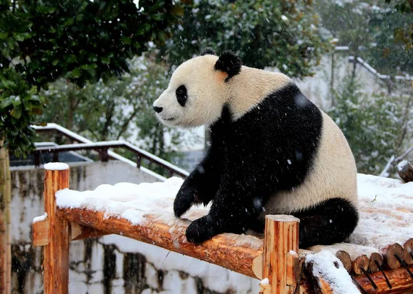 Giant Panda Has Fun Wooden Stand Snow Huangshan Panda Ecological — Stock Photo, Image