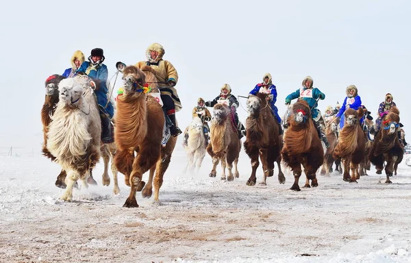 Chinese Mongoolse Deelnemers Rijden Kamelen 11E Ijs Sneeuw Festival Van — Stockfoto