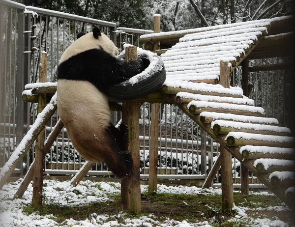 Giant Panda Wei Wei Climbs Snow Covered Wooden Stand Wuhan — Stock fotografie