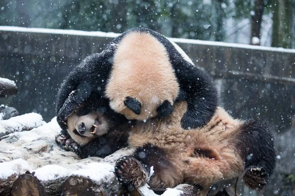 杭州市 中国東部の浙江省 2016 日雪の中で杭州動物園でジャイアント パンダの双子の大股と Chengxiao 他で遊ぶ — ストック写真