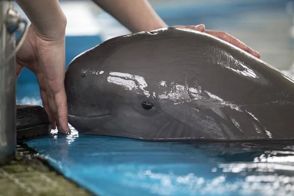 Researcher Feeds Finless Porpoise Institute Hydrobiology Chinese Academy Sciences Wuhan — Stock Photo, Image