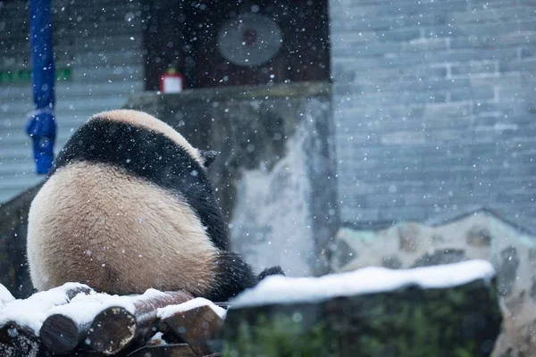 Ένα Από Δίδυμα Γιγάντιο Πάντα Παίζει Στο Hangzhou Ζωολογικό Κήπο — Φωτογραφία Αρχείου