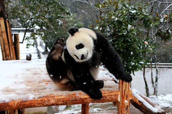 在中国东部安徽省黄山市秀宁县黄山熊猫生态乐园的雪中的木架上 一只大熊猫在木架上玩耍 — 图库照片