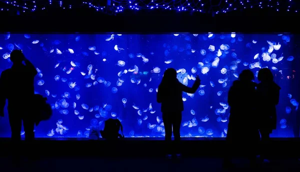 Toeristen Bekijken Kwallen Het Shanghai Ocean Aquarium Pudong Shanghai China — Stockfoto