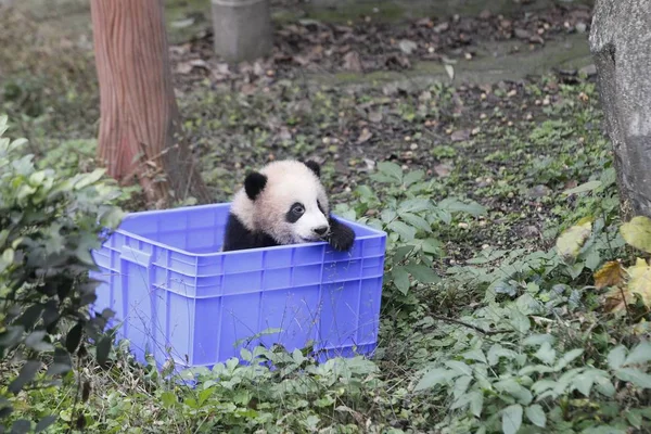 Filhote Panda Cinco Meses Nascido Pelo Panda Gigante Fêmea Yaya — Fotografia de Stock