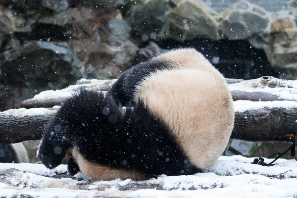 2016年1月21日 在中国东部浙江省杭州市的雪中 一只大熊猫双胞胎在杭州动物园玩耍 — 图库照片