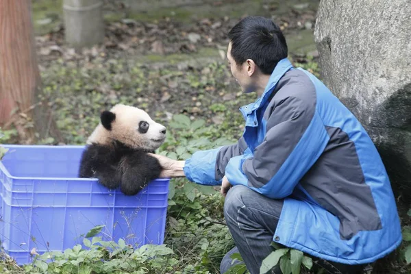 Guardián Chino Interactúa Con Cachorro Panda Cinco Meses Nacido Por — Foto de Stock