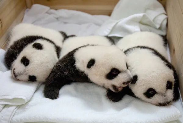 Panda Hármas Született Női Óriás Panda Xiao Vagy Juxiao Kap — Stock Fotó