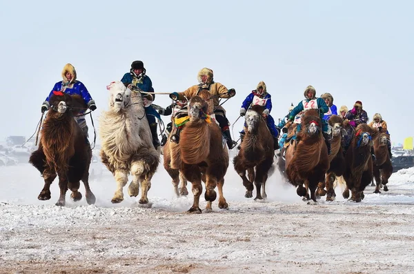 Chiński Uczestników Mongolski Pojeździć Wielbłądzie Lód Śnieg Nadam Festiwal Xilingol — Zdjęcie stockowe