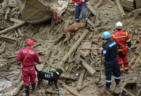 Китайские Спасатели Направляют Ищеек Собак Поиски Выживших Жертв Месте Оползня — стоковое фото