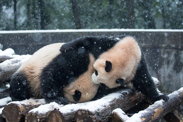 在中国东部浙江省杭州市雪中的杭州动物园 大熊猫双胞胎程达和程晓互相玩耍 — 图库照片