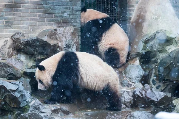 在中国东部浙江省杭州市雪中的杭州动物园 大熊猫双胞胎程达和程晓互相玩耍 — 图库照片