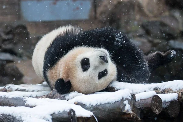 Одна Гигантских Панд Близнецов Играет Зоопарке Ханчжоу Снегу Городе Ханчжоу — стоковое фото