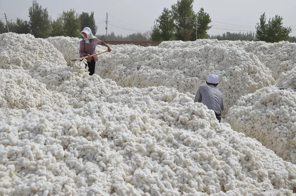 Chinesische Arbeiter Trocknen Baumwolle Auf Einem Sonnenplatz Alar Alaer Der — Stockfoto