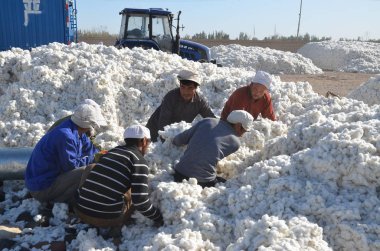 Chinese workers load cotton onto a truck at a sunning ground in Alar (Alaer), northwest China's Xinjiang Uygur Autonomous Region, 29 September 2015 clipart