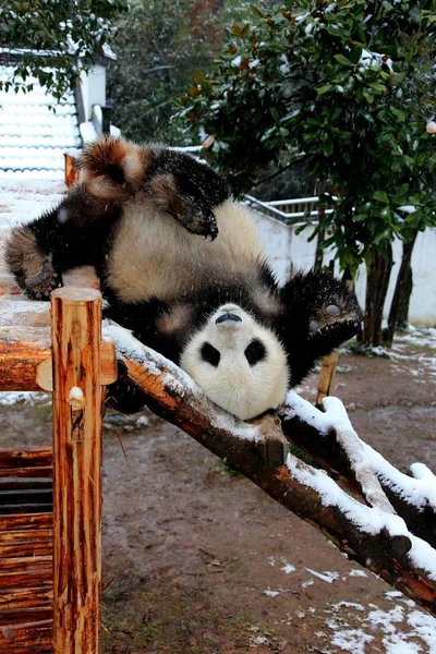 Ein Riesiger Panda Amüsiert Sich Auf Einem Hölzernen Stand Schnee — Stockfoto