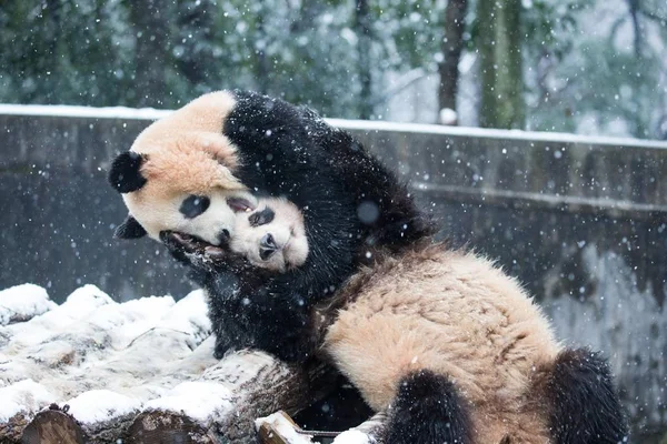 在中国东部浙江省杭州市雪中的杭州动物园 大熊猫双胞胎程达和程晓互相玩耍 — 图库照片