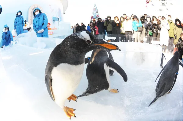 Pinguins Desfrutar Passeio Deslizamento Gelo Tempo Frio Terra Polar Harbin — Fotografia de Stock