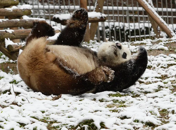Гигантская Панда Вэй Вэй Играет Снегу Зоопарке Ухань Городе Ухань — стоковое фото