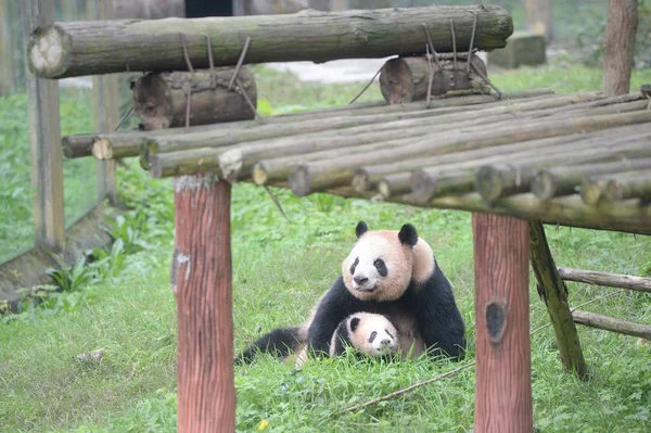 Panda Gigante Femenina Yaya Asiste Bebé Cinco Meses Durante Una — Foto de Stock