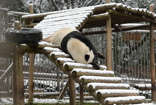 大熊猫魏伟在中国中部湖北省武汉市武汉动物园的一个被雪覆盖的木架上玩耍 — 图库照片