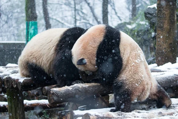 在中国东部浙江省杭州市雪中的杭州动物园 大熊猫双胞胎程达和程晓互相玩耍 — 图库照片