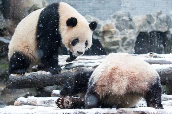 在中国东部浙江省杭州市雪中的杭州动物园 大熊猫双胞胎程达和程晓互相玩耍 — 图库照片