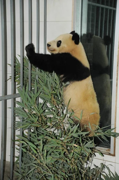 Panda Gigante Fubao Que Foi Enviado Volta Para China Áustria — Fotografia de Stock