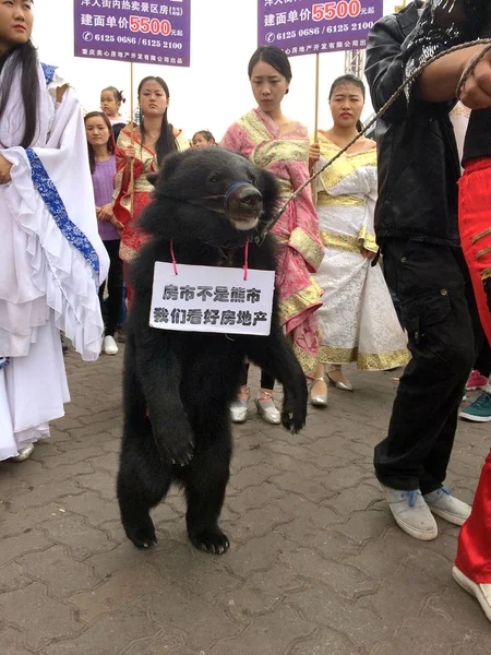 Cachorro Oso Negro Está Encadenado Una Carretera Durante Evento Promocional —  Fotos de Stock