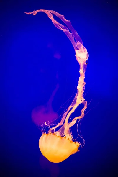 Medúza Vyobrazen Akváriu Šanghajském Oceánu Pchutongu Šanghaji Číně Ledna 2016 — Stock fotografie