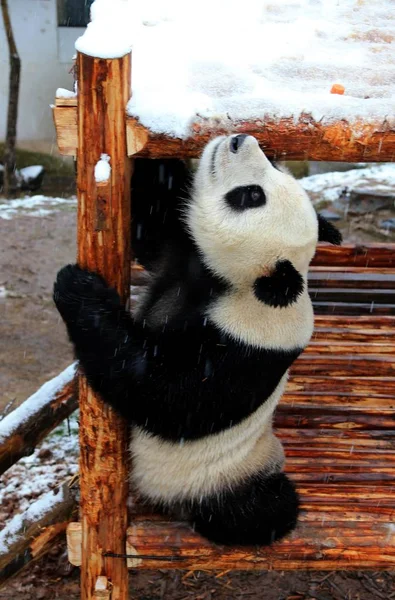 Ein Riesiger Panda Amüsiert Sich Auf Einem Hölzernen Stand Schnee — Stockfoto