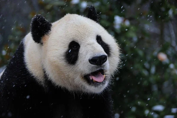 Egy Óriás Panda Szórakoztató Egy Állni Hóban Huangshan Panda Ökológiai — Stock Fotó