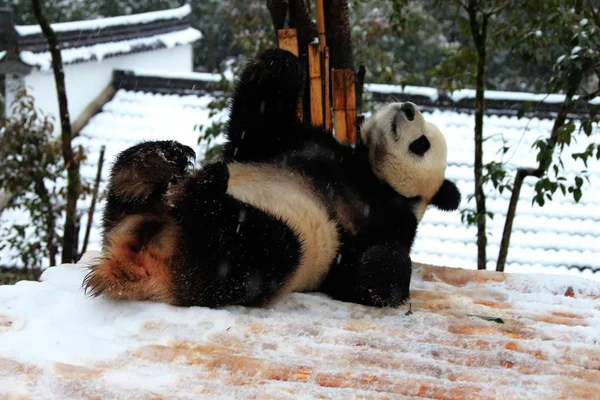 在中国东部安徽省黄山市秀宁县黄山熊猫生态乐园的雪中的木架上 一只大熊猫在木架上玩耍 — 图库照片