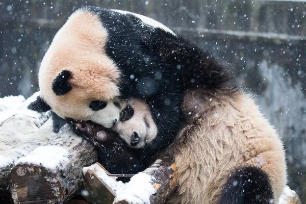 Gemelos Panda Gigantes Chengda Chengxiao Juegan Entre Zoológico Hangzhou Nieve — Foto de Stock